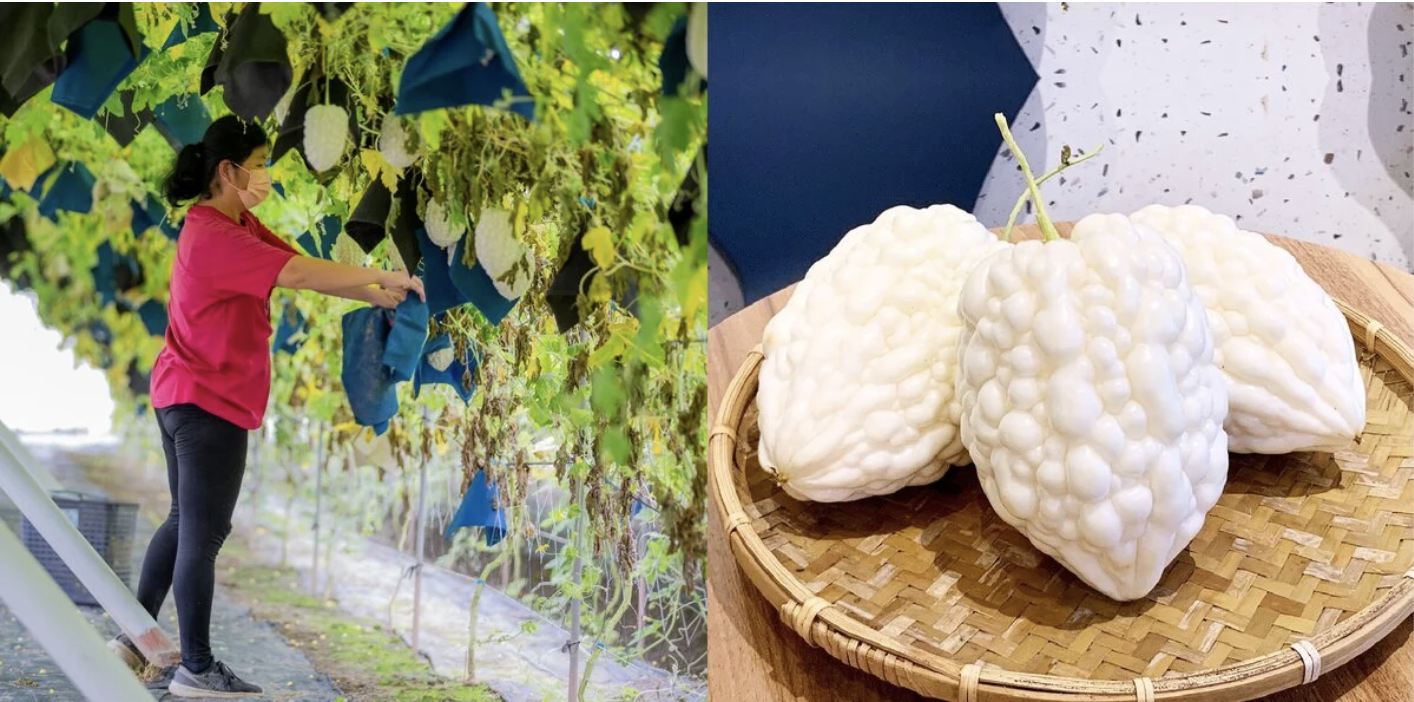 苦瓜卡路里專家